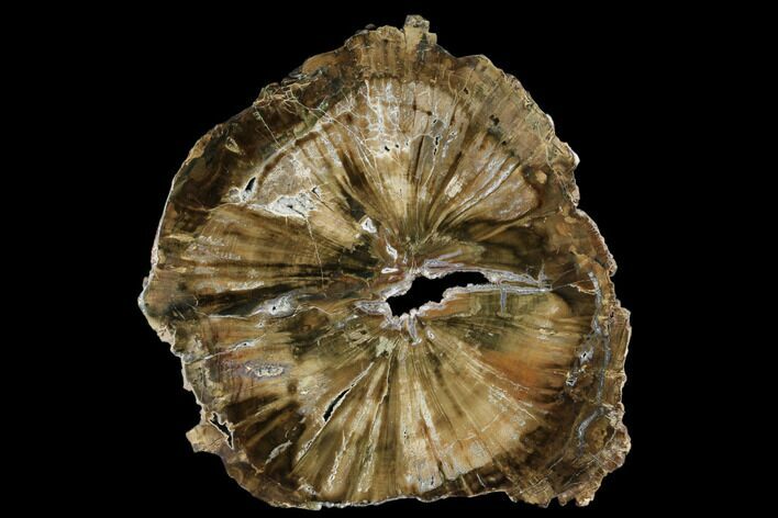 Triassic Petrified Wood (Woodworthia) Round - Zimbabwe #181837